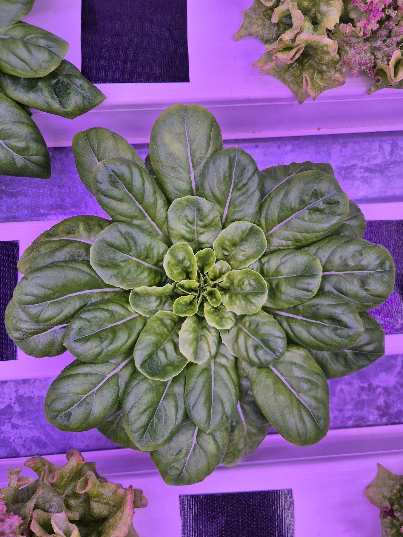 Grüner Salatkopf im CEA-Temperaturvorversuch unter violettem LED-Licht